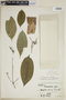 Faramea tenuifolia image