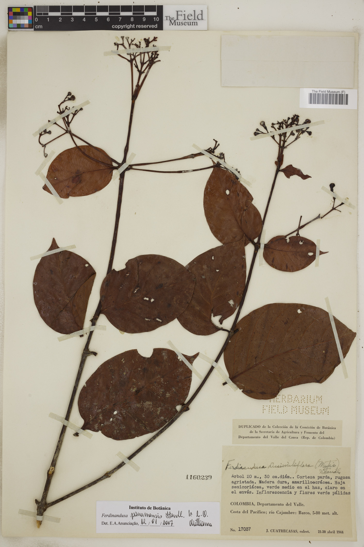 Ferdinandusa panamensis image