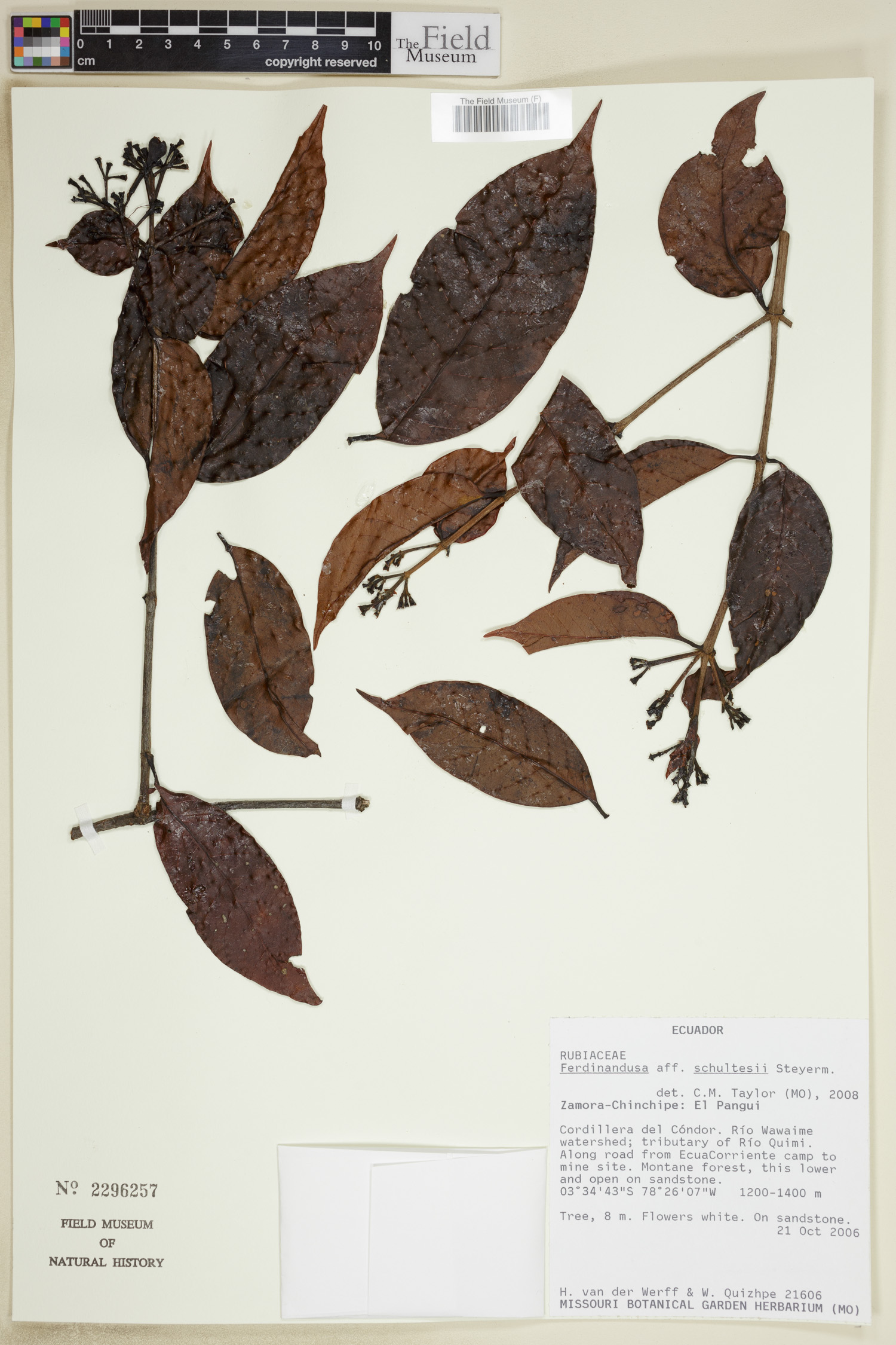 Ferdinandusa schultesii image