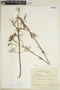 Galianthe angustifolia image