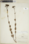 Galianthe angustifolia image