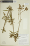 Galianthe grandifolia image