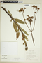 Galianthe grandifolia image