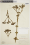 Galianthe liliifolia image