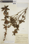 Galianthe liliifolia image