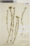 Galianthe longifolia image