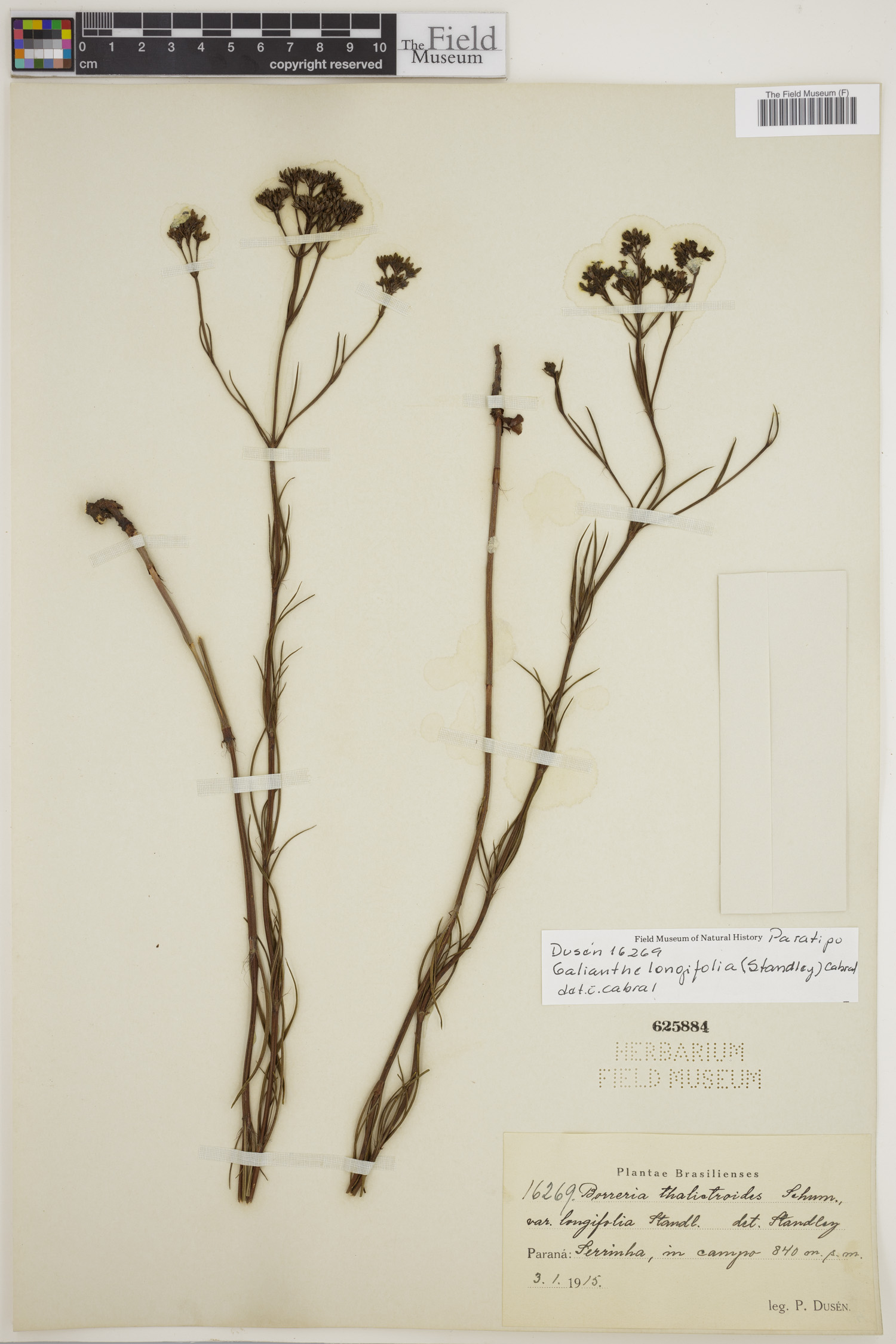 Galianthe longifolia image