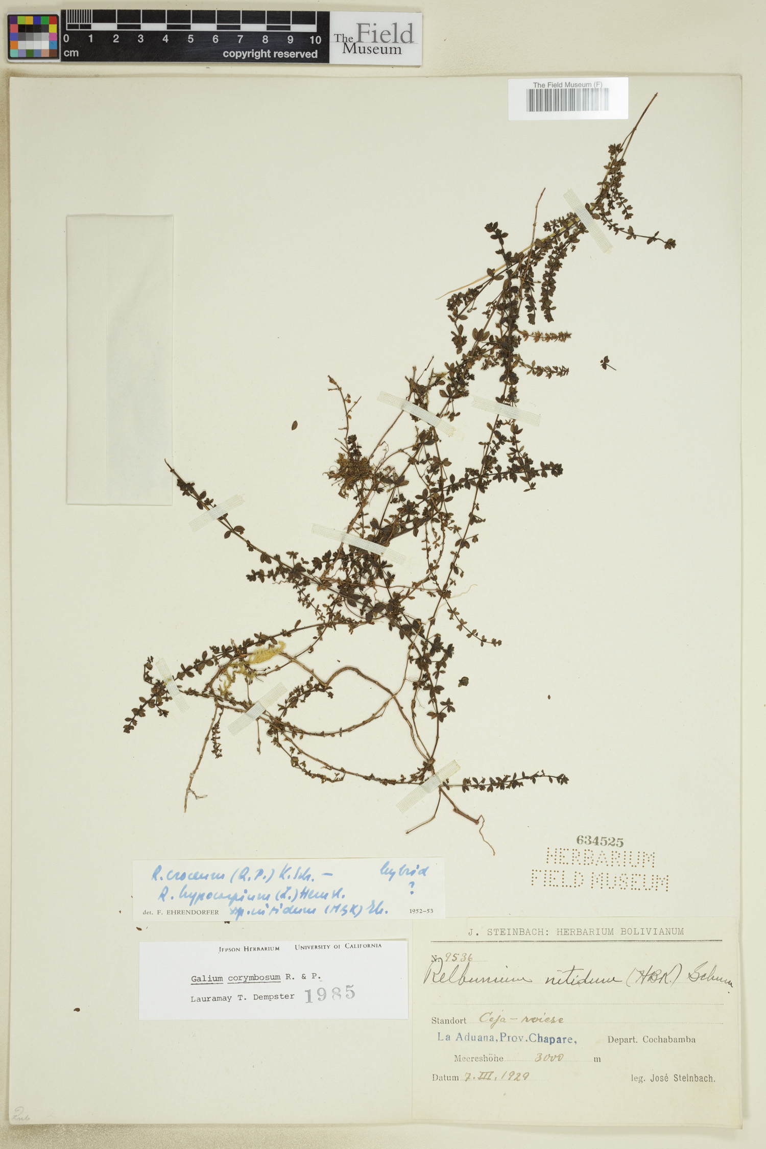 Galium corymbosum image