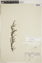 Galium ericoides image