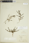Galium ericoides image