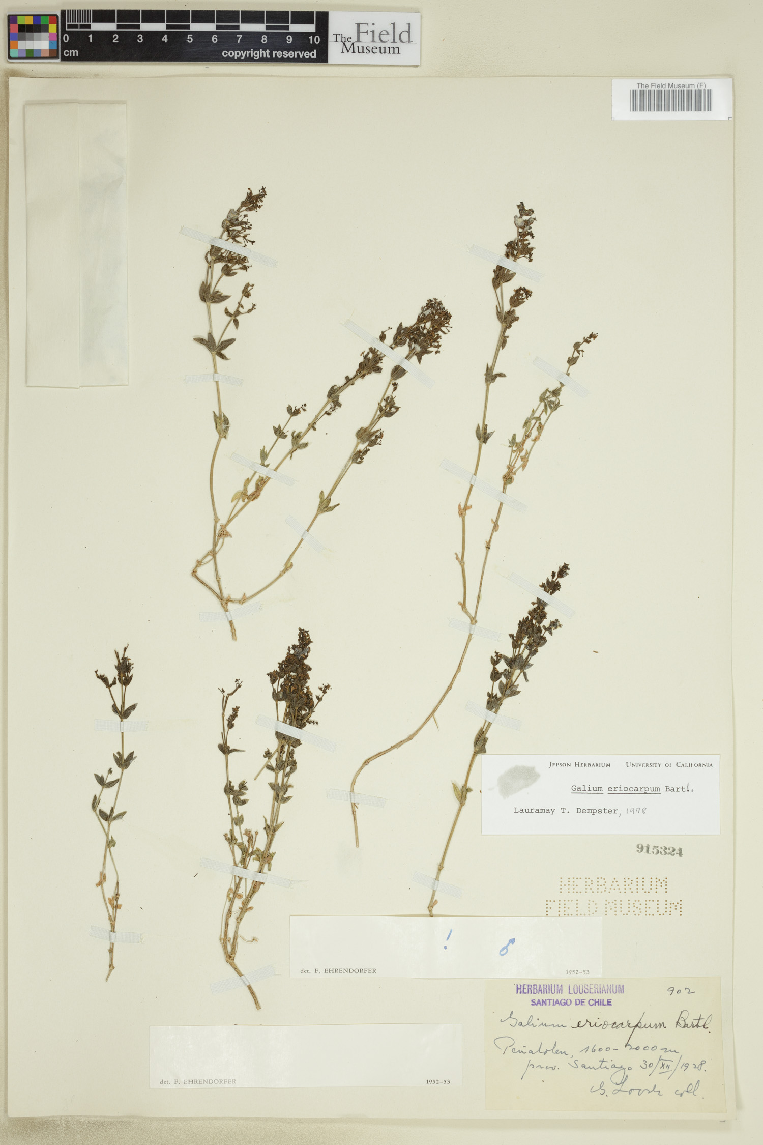 Galium eriocarpum image