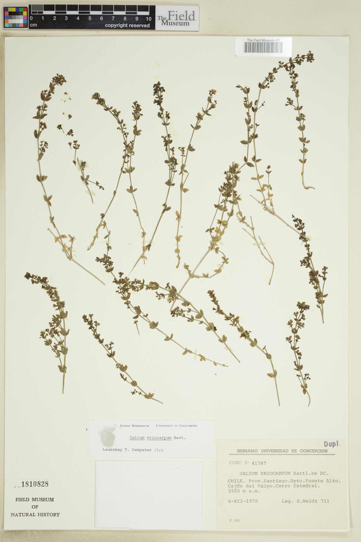 Galium eriocarpum image