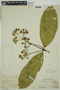 Faramea amplifolia image