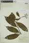 Faramea calophylla image