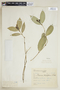 Faramea calyciflora image
