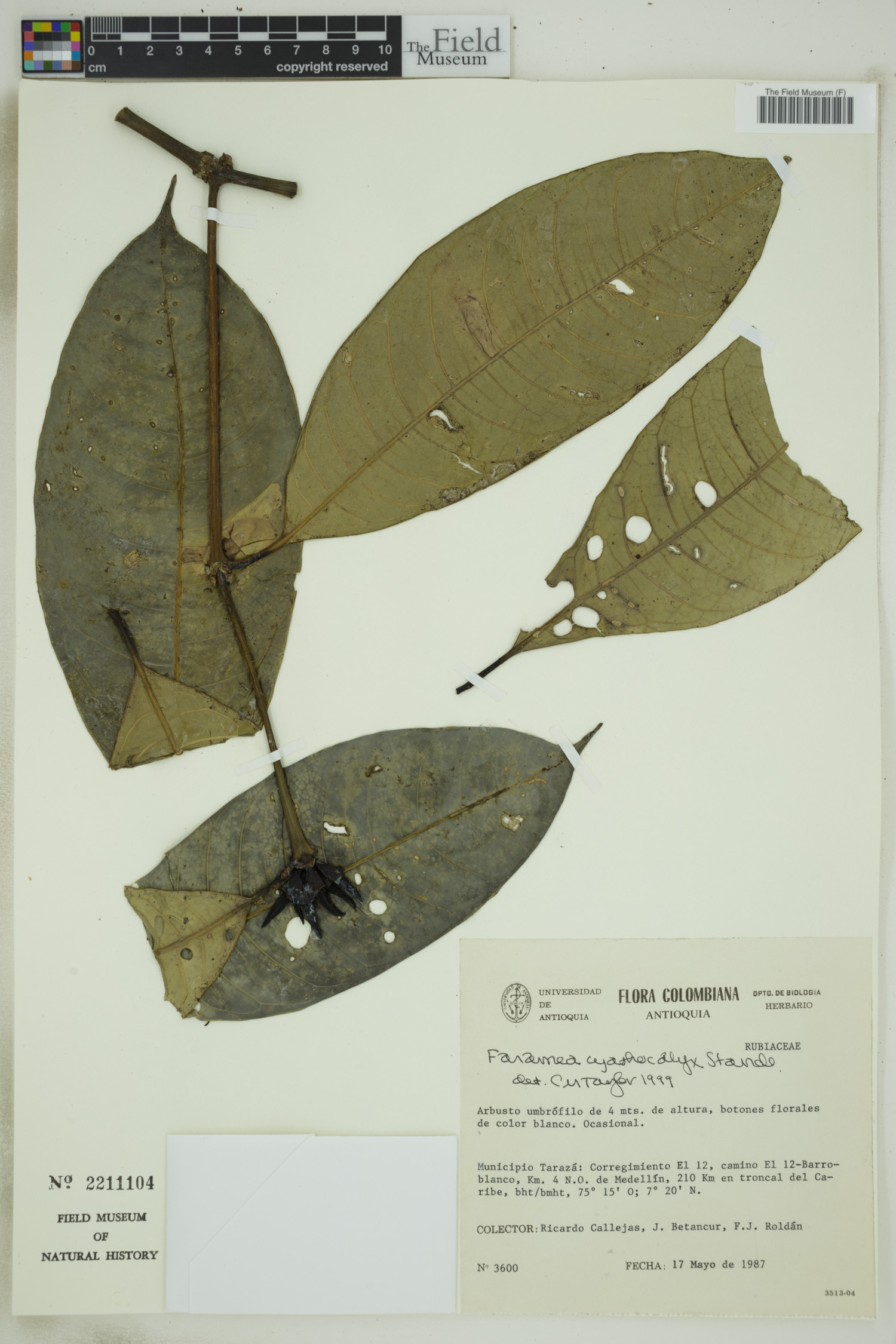 Faramea cyathocalyx image