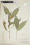 Faramea glandulosa image