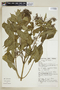 Faramea glandulosa image
