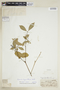 Faramea hyacinthina image