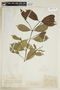 Faramea hyacinthina image