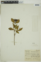 Faramea calyciflora image