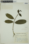 Faramea latifolia image