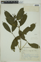 Faramea latifolia image
