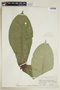 Faramea megalophylla image