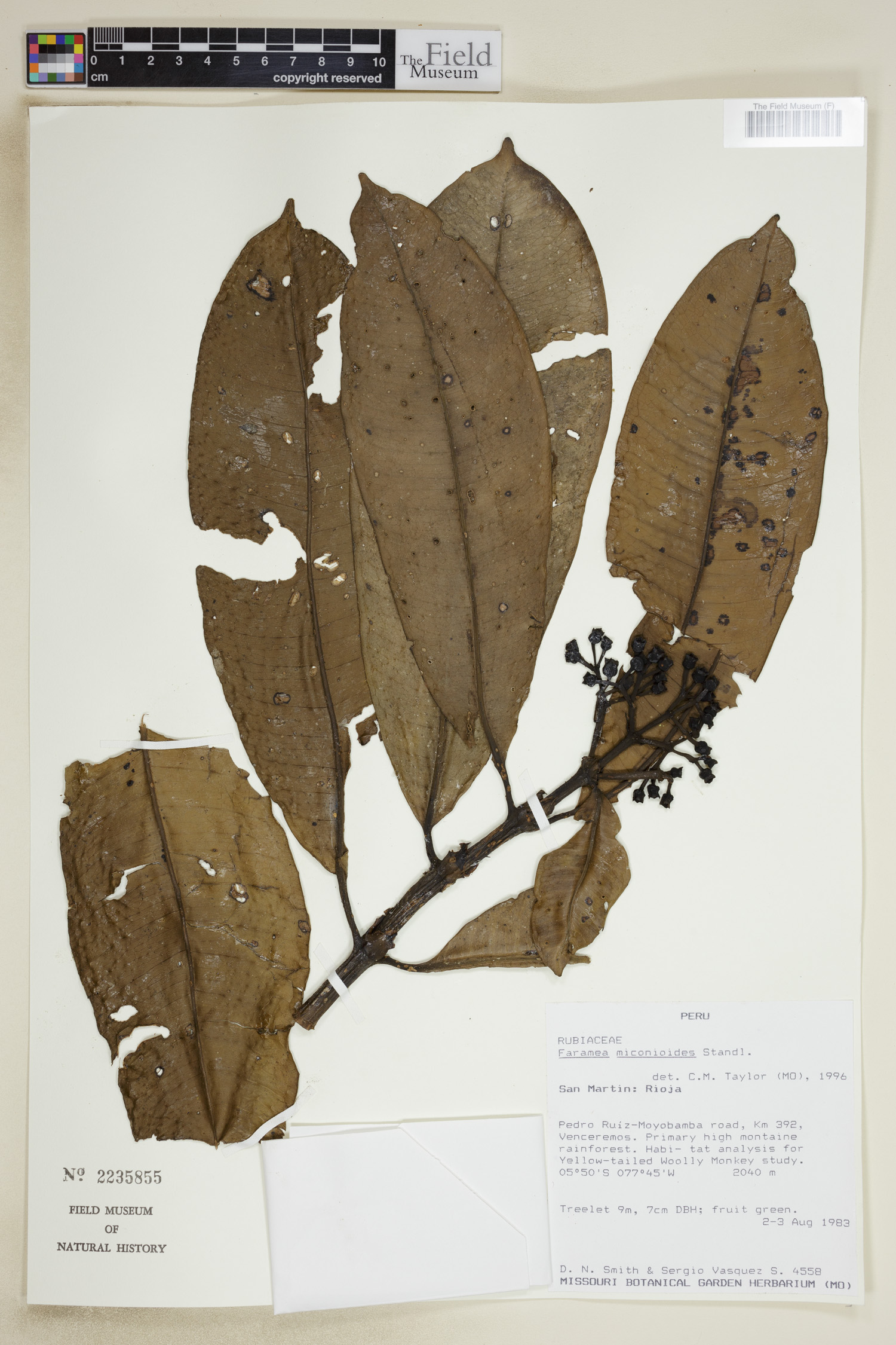 Faramea miconioides image