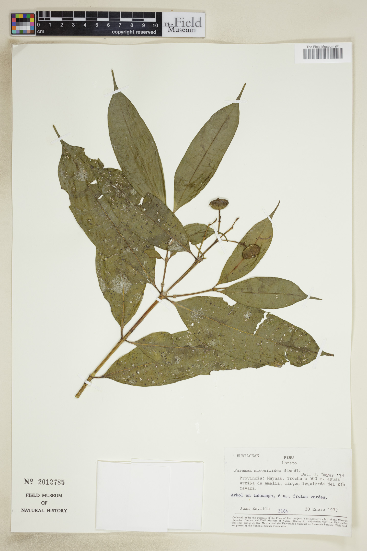 Faramea miconioides image