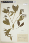 Faramea montevidensis image