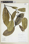 Faramea oblongifolia image