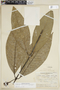 Faramea papirifolia image