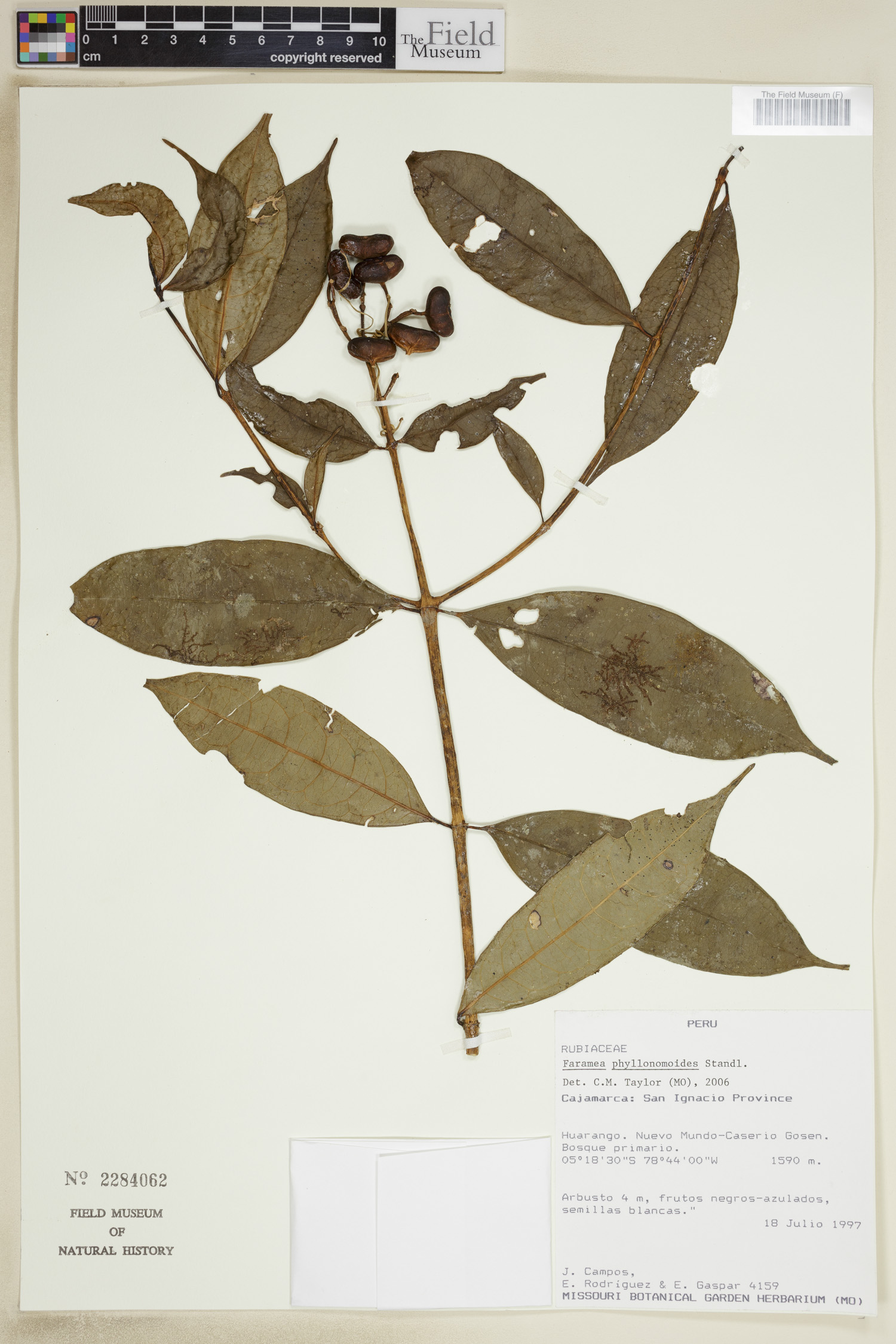 Faramea phyllonomoides image