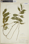 Faramea phyllonomoides image