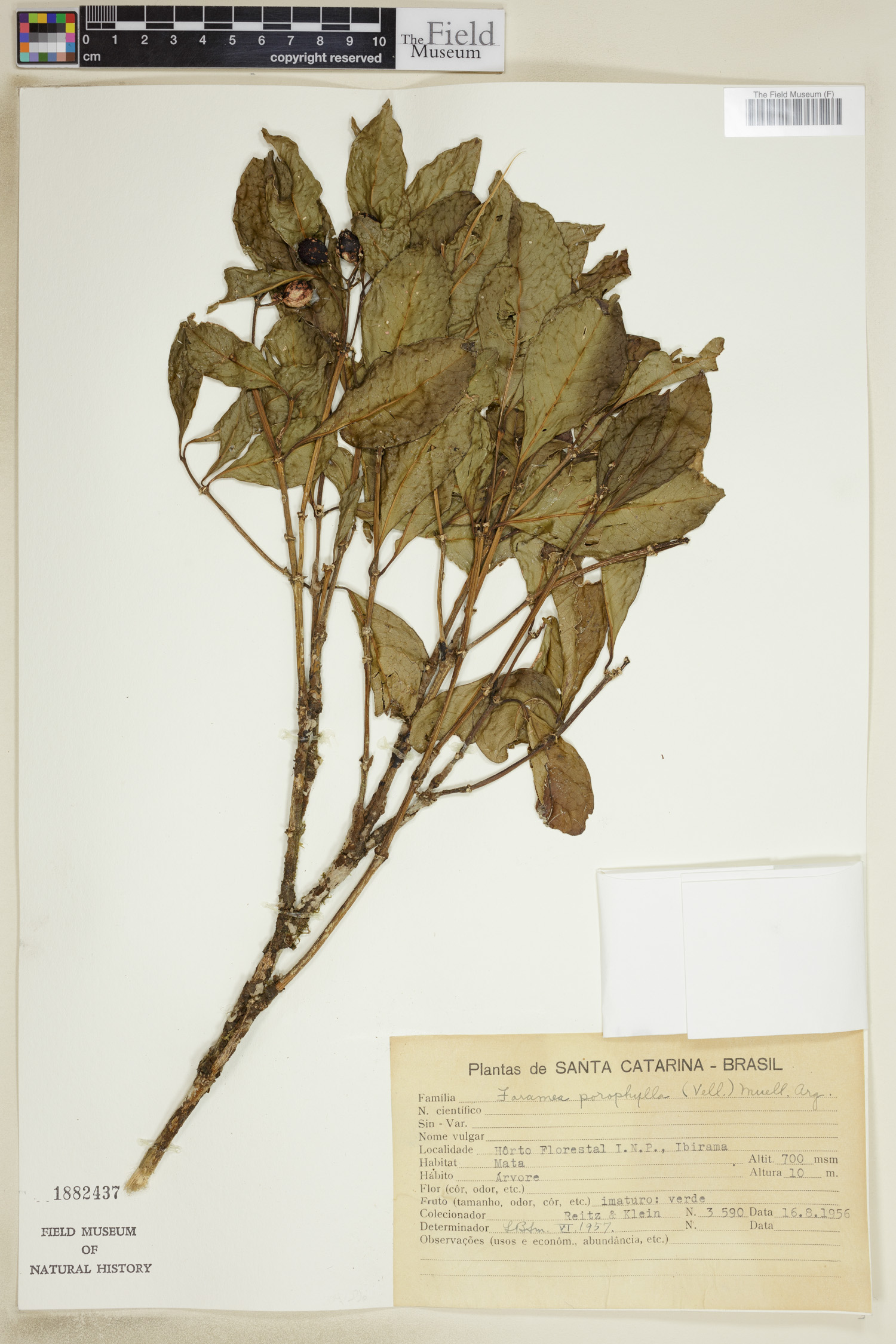 Faramea porophylla image