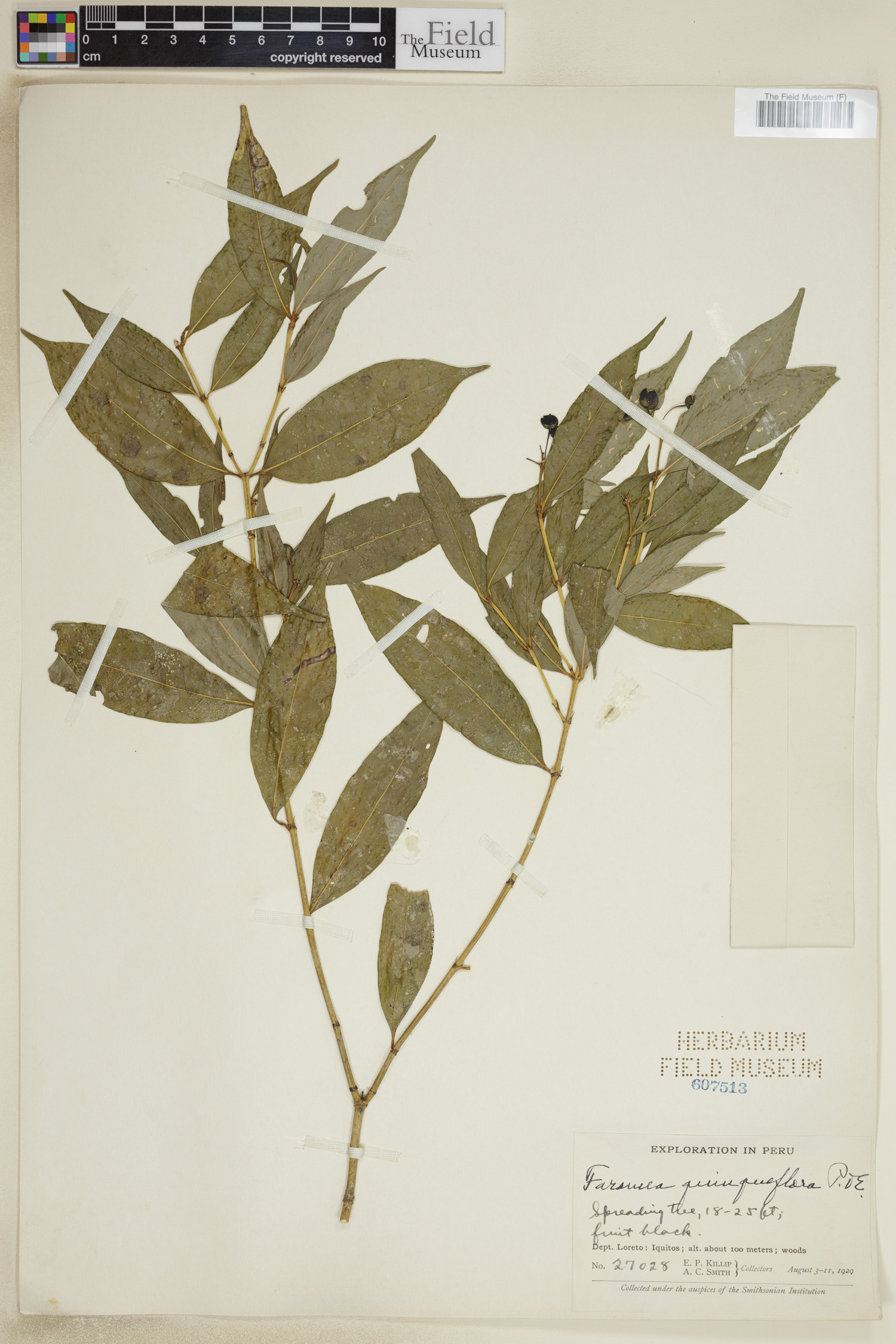 Faramea quinqueflora image