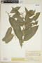 Faramea salicifolia image