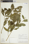 Faramea salicifolia image
