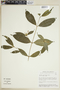 Faramea sessiliflora image