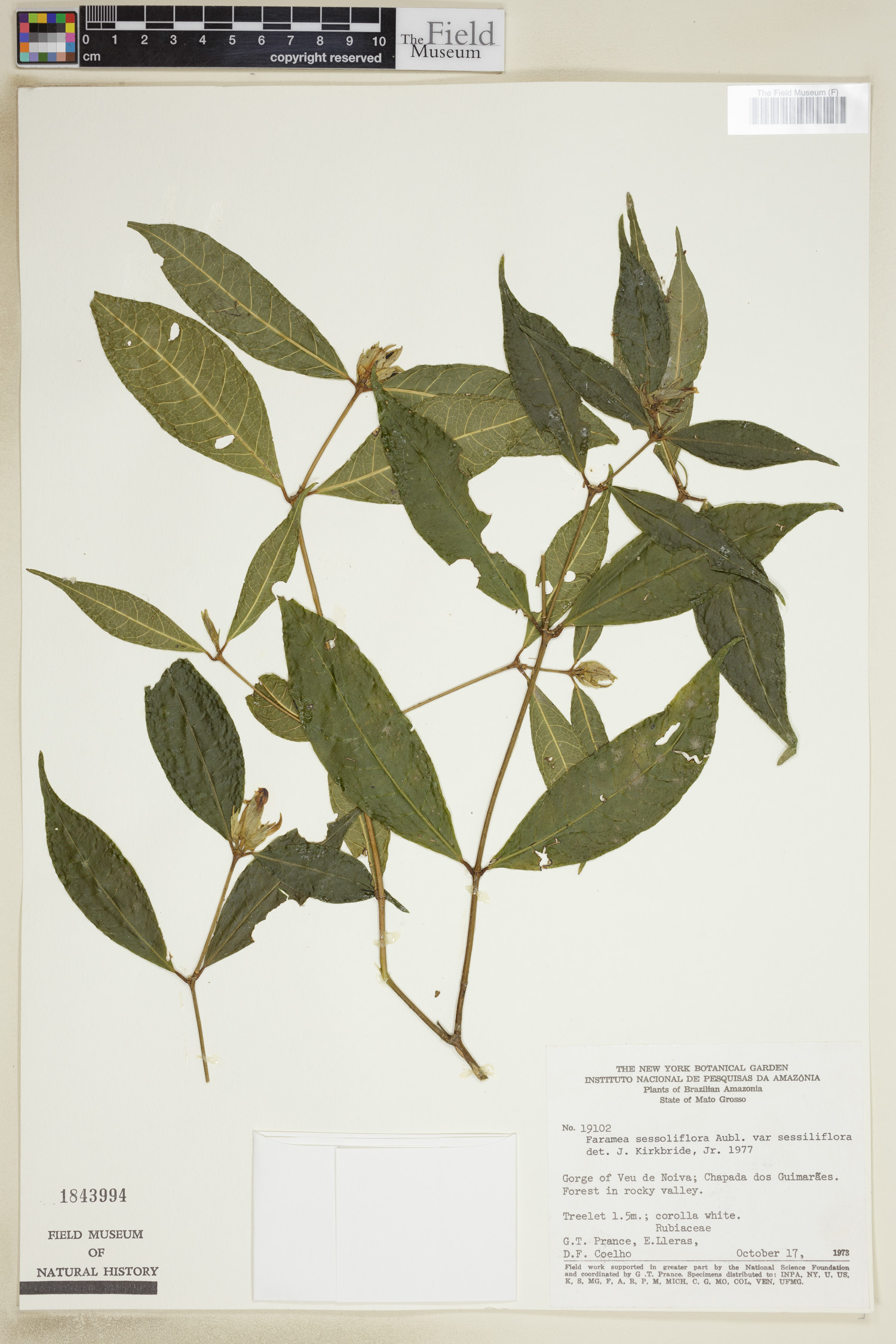 Faramea sessiliflora image