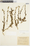 Crocanthemum brasiliensis image