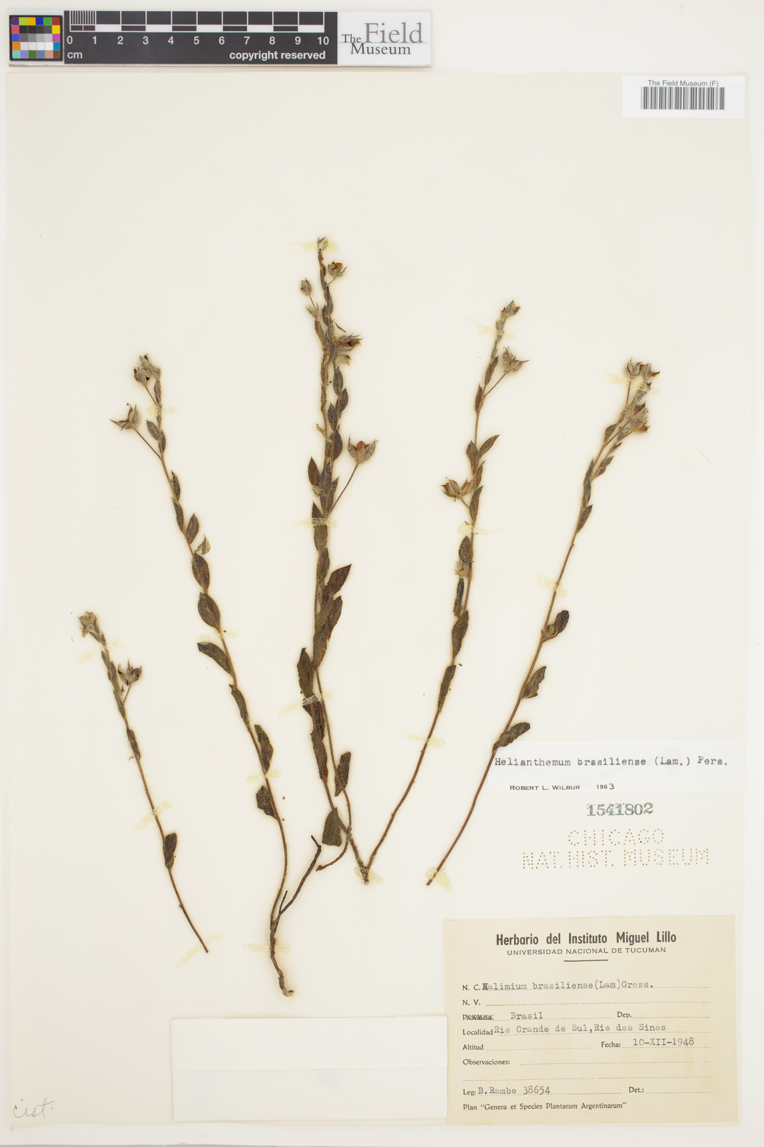 Crocanthemum brasiliensis image
