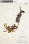 Clethra castaneifolia image
