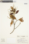 Clethra fagifolia image