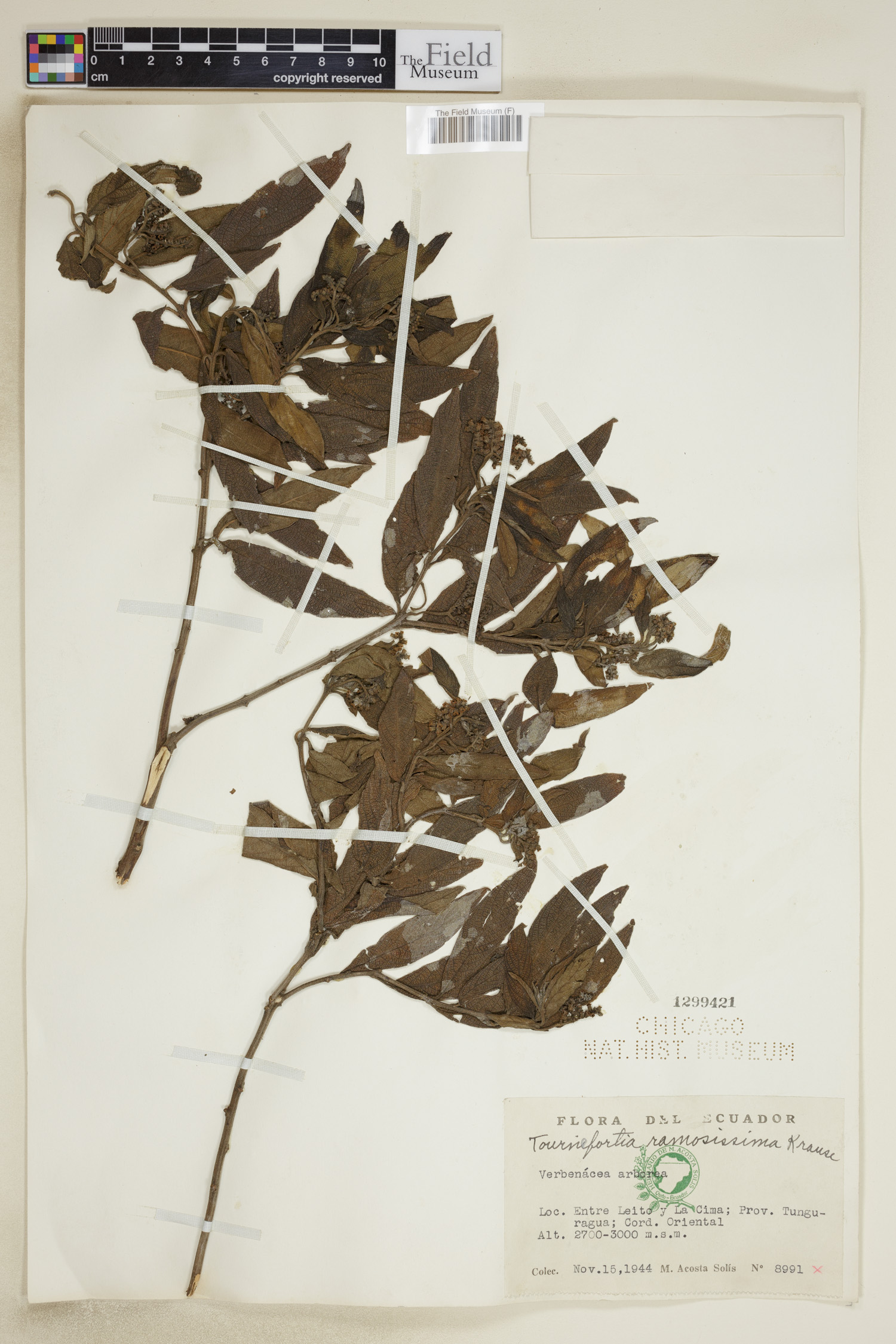 Tournefortia ramosissima image