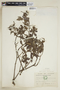 Tournefortia ramosissima image