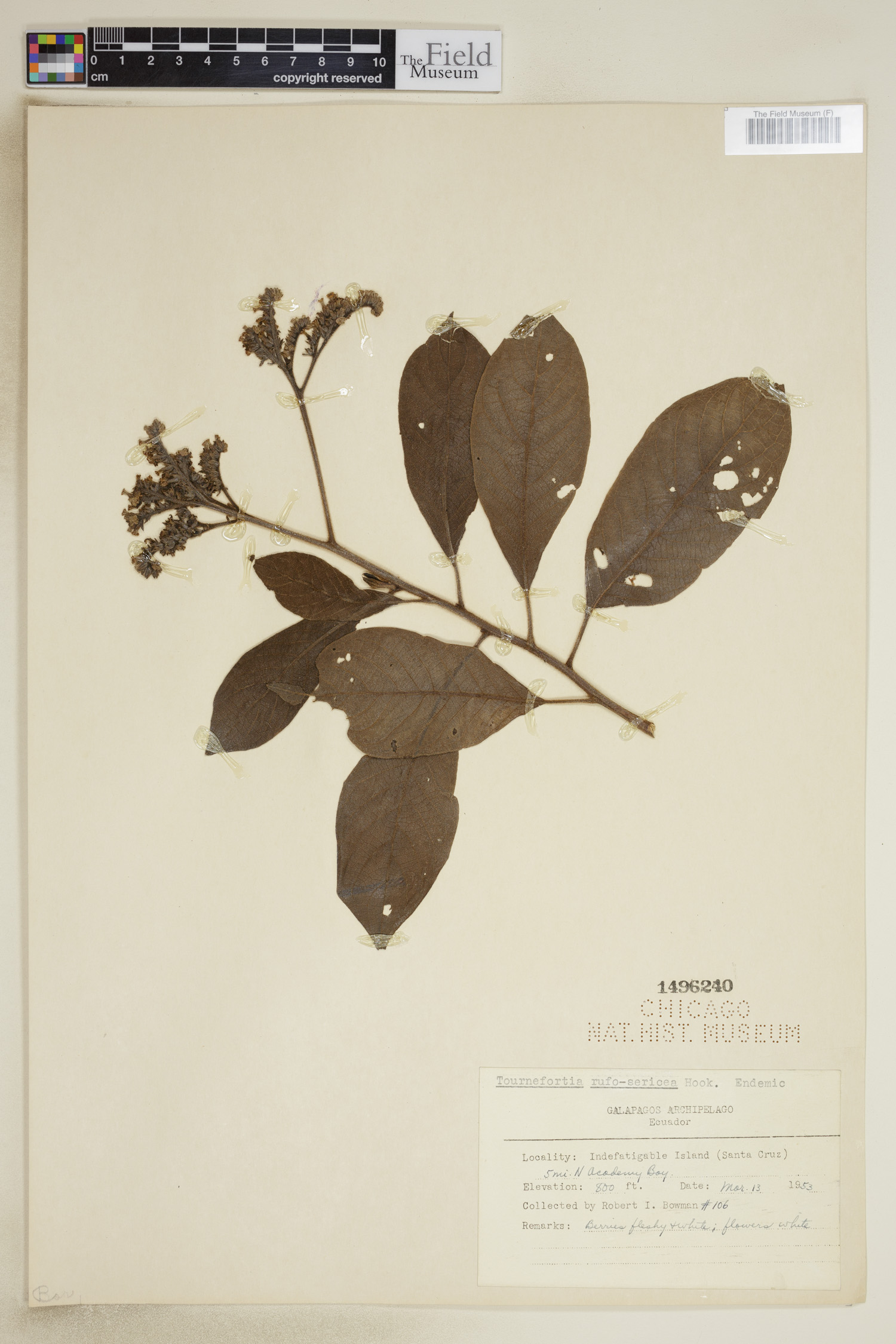Tournefortia rufo-sericea image