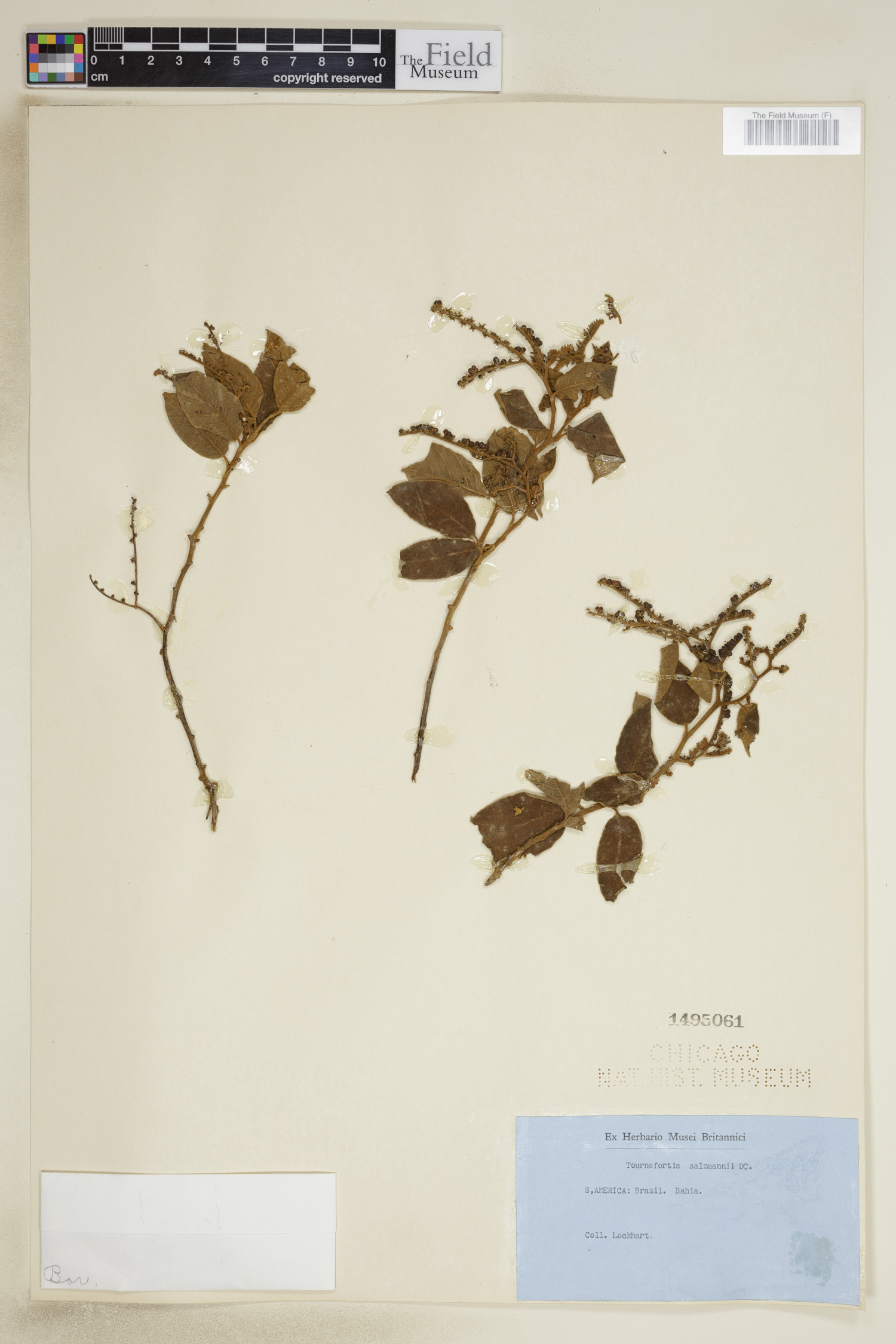 Tournefortia salzmannii image