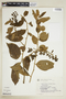 Tournefortia villosa image